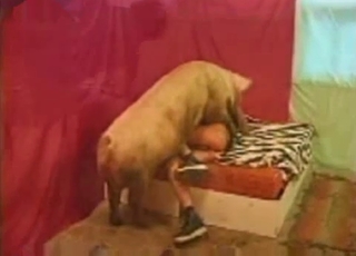 Amazing amateur bestiality XXX with my pig