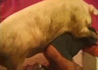 Amazing amateur bestiality XXX with my pig