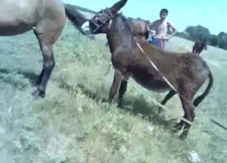 Sexy mare in passionate bestiality XXX