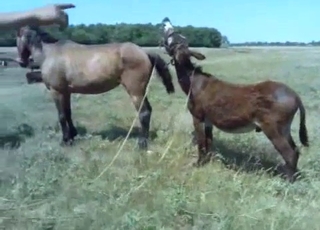 Sexy mare in passionate bestiality XXX