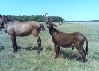 Sexy mare in passionate bestiality XXX