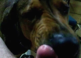 Cute black doggy licks a hard loaded dick
