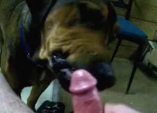 Cute black doggy licks a hard loaded dick