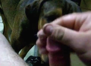 Cute black doggy licks a hard loaded dick