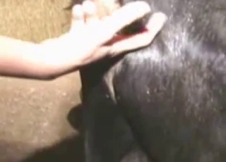 Good farm animal in amazing bestiality XXX