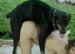 Black dog in perfect animal sex XXX