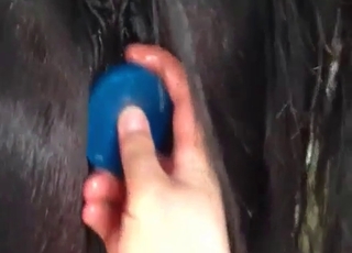 Sexy babe sticks a toy in a horse ass