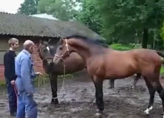 Giant stallion shows it's power