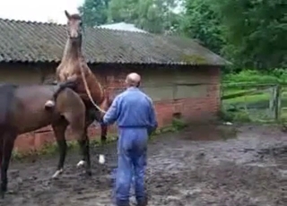 Giant stallion shows it's power