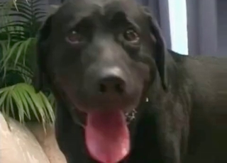 Sexy black dog in gorgeous bestiality