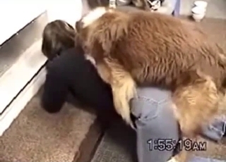 Tight pussy penetrated hard by dirty stallion