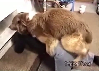 Tight pussy penetrated hard by dirty stallion
