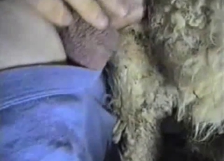 Hairy animal gets fucked in the local barn