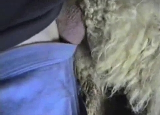 Hairy animal gets fucked in the local barn