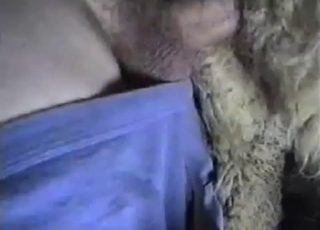 Hairy animal gets fucked in the local barn