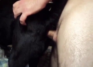 Cute small doggy fucked from behind