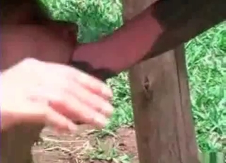 Tight cunt nicely fucked by stallion
