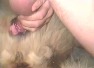 Man fucked his own doggy in missionary pose