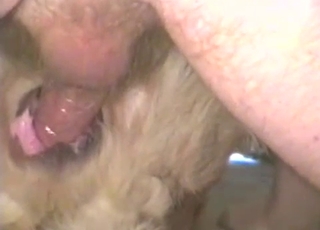 Man fucked his own doggy in missionary pose