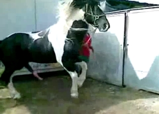 Two nice stallions are enjoying bestiality