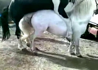 Two nice stallions are enjoying bestiality