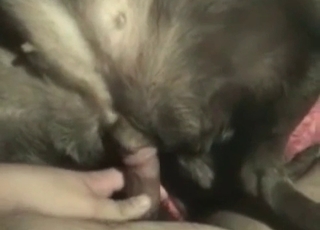 Shoving my finger in animal tight anus
