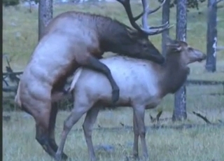 Two deer having amazing wild bestiality