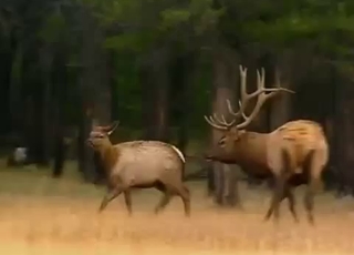 Two deer having amazing wild bestiality