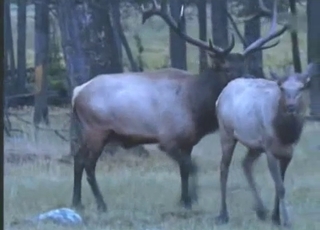 Two deer having amazing wild bestiality