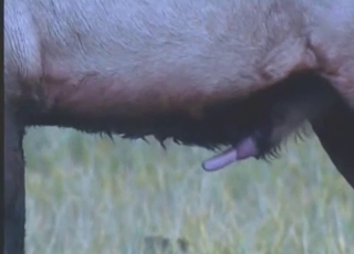 Two deer having amazing wild bestiality