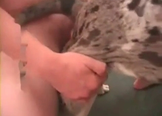 Dude fucked his amazing doggy from behind