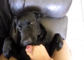 Cumming on black dog after bestiality sex