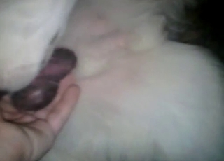 Playing with my trained white doggy