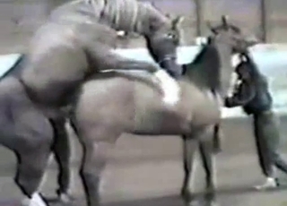 Sexy muscled horse is trying hard to fuck