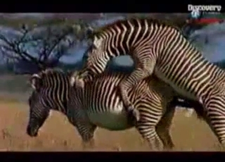 Sexy muscled horse is trying hard to fuck