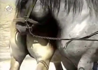 Sexy muscled horse is trying hard to fuck