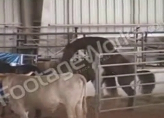 Sexy muscled horse is trying hard to fuck