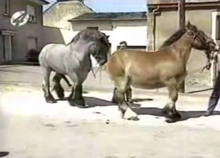 Sexy muscled horse is trying hard to fuck
