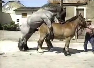 Sexy muscled horse is trying hard to fuck