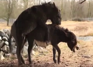 Two farm animals are enjoying bestiality
