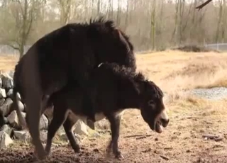 Two farm animals are enjoying bestiality