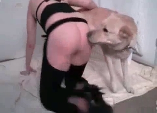 Amazing doggy used for nasty bestial sex