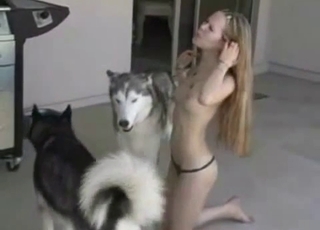 Husky and naked zoophile enjoying each other