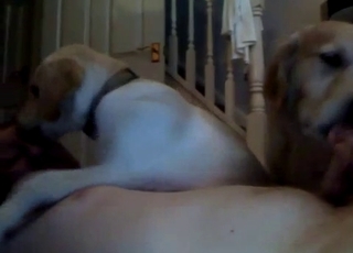 Two cute dogs are eating my boner