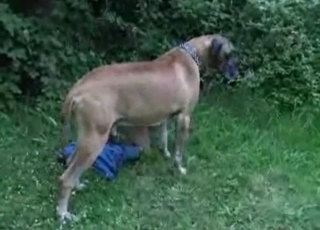 Big-ass babe fucks with her trained labrador