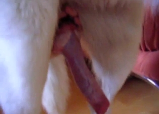 Stunning dog likes her wet crack