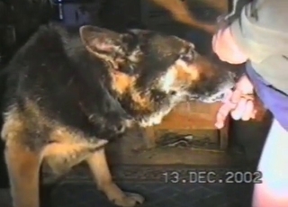Cute shepherd licks my dick in the bed