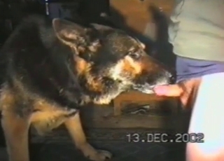 Cute shepherd licks my dick in the bed