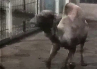 Good farm animal in amazing bestiality XXX