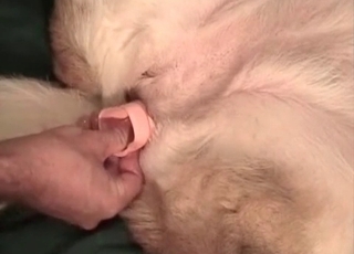 Sexy white doggy is getting anally fucked